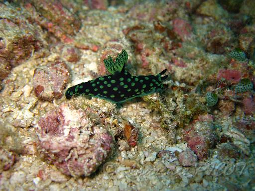 Nembrotha cristata 2.JPG - Philippines - Les Visayas